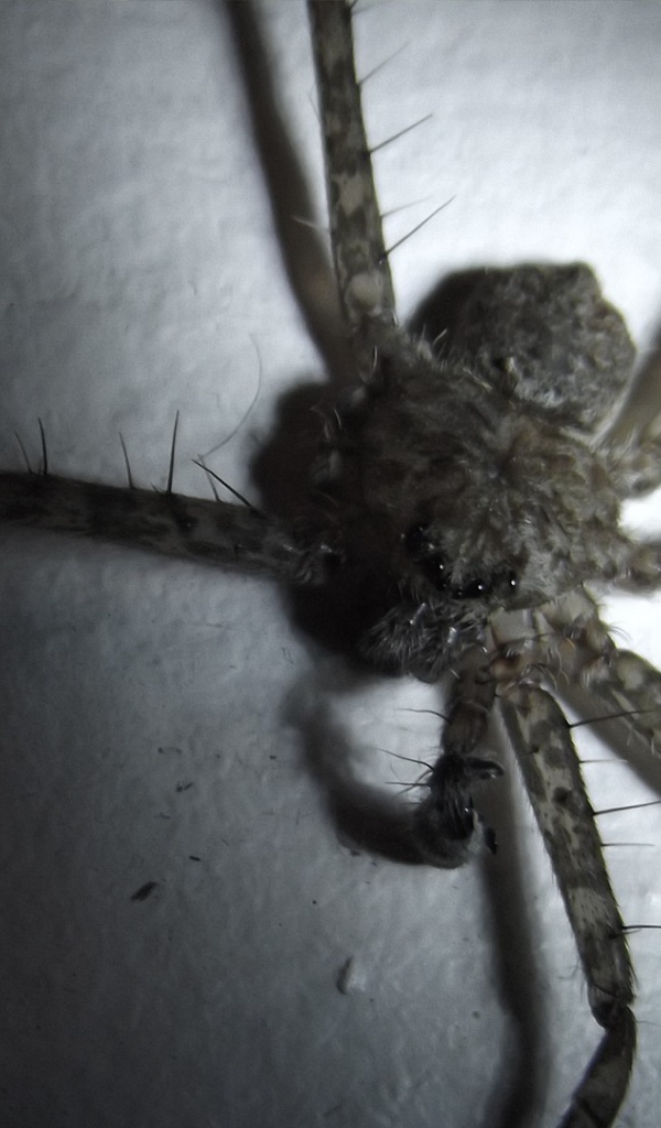 У паука не хватает лапок