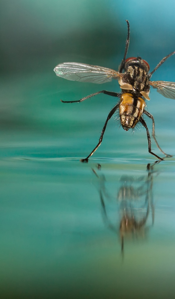 Муха на воде