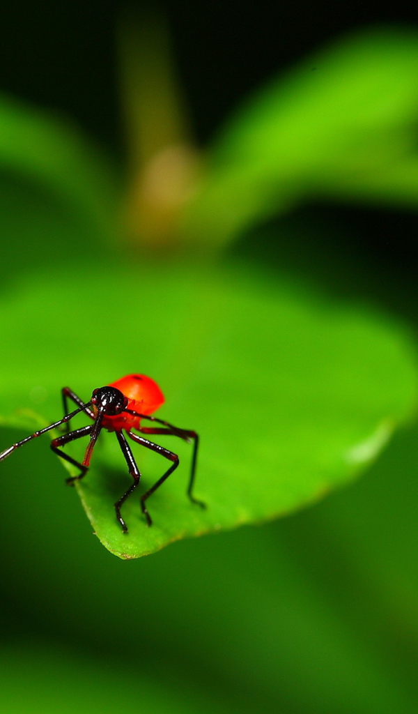 Букашка на листке