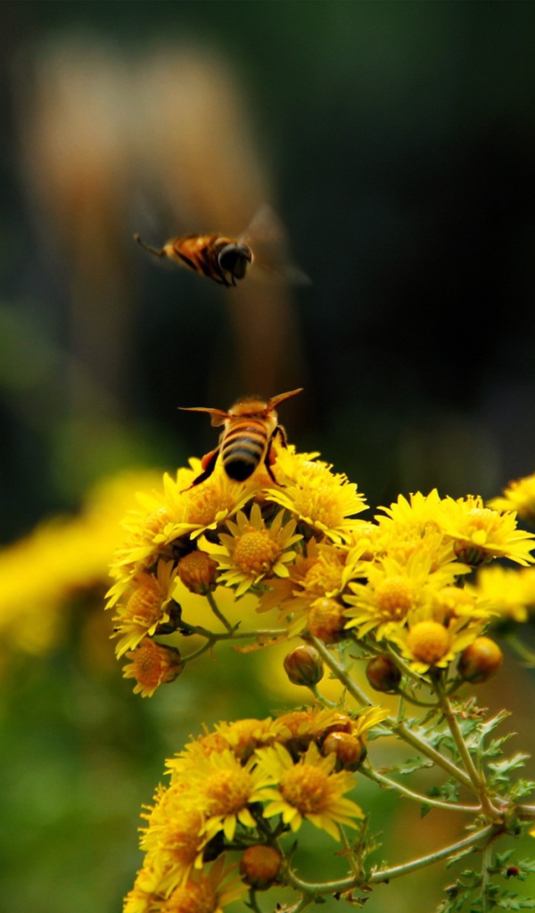 Две пчелы на кисточке желтого цветка