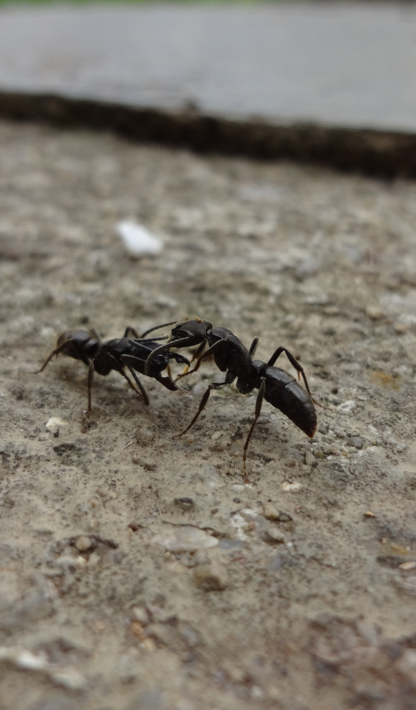 Два черных муравья на земле