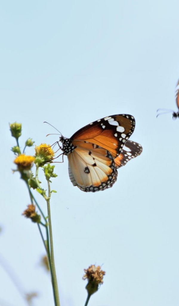 Две бабочки подлетели к цветку