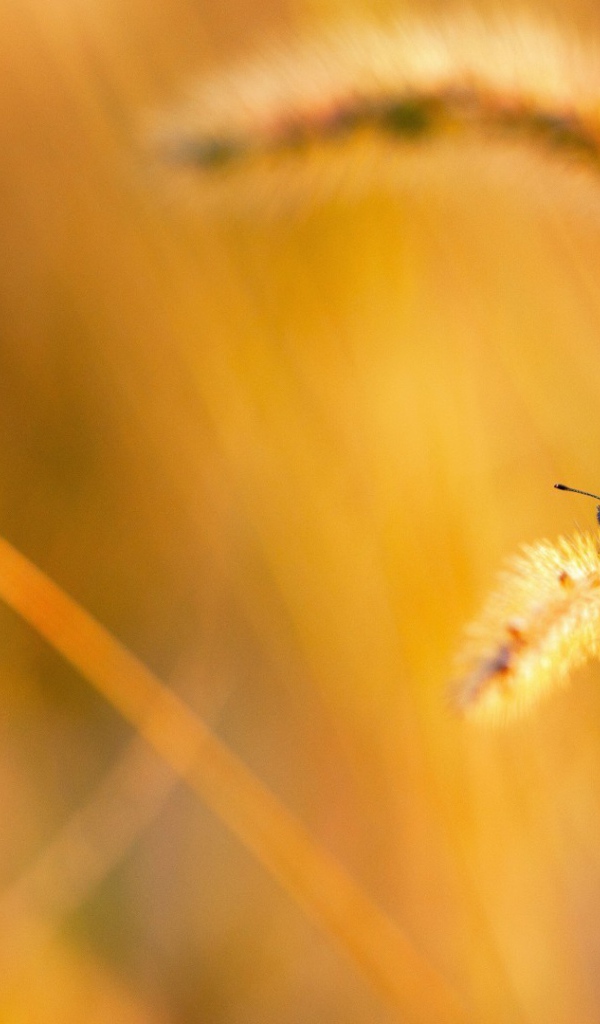 Две бабочки на колоске полевого растения