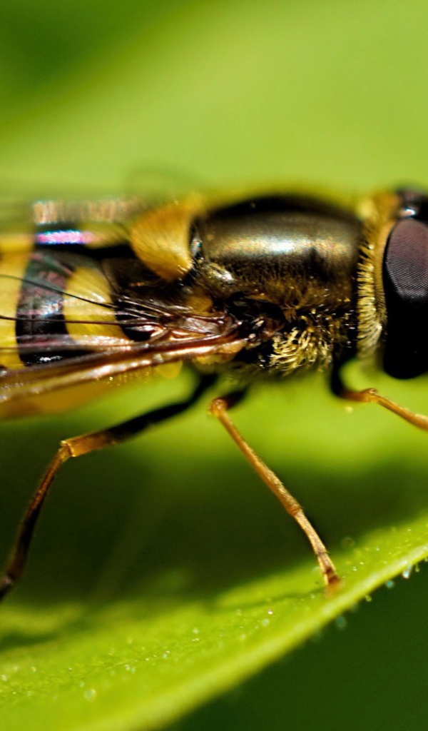 Оса на листе крупным планом