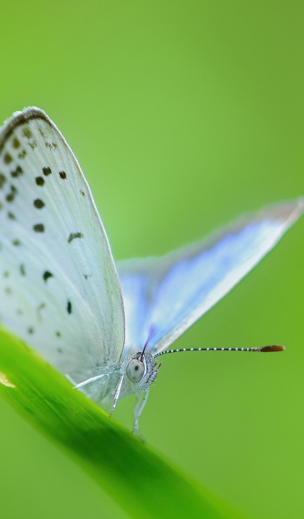 Белая бабочка на зеленой травинке
