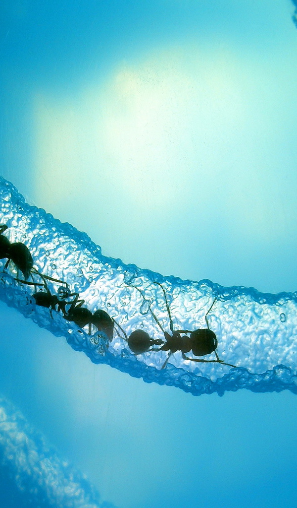 Муравьи в льдине