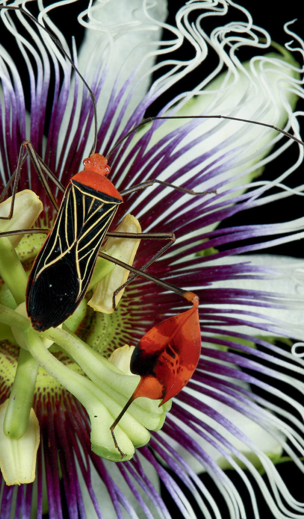 Красивый жук на цветке