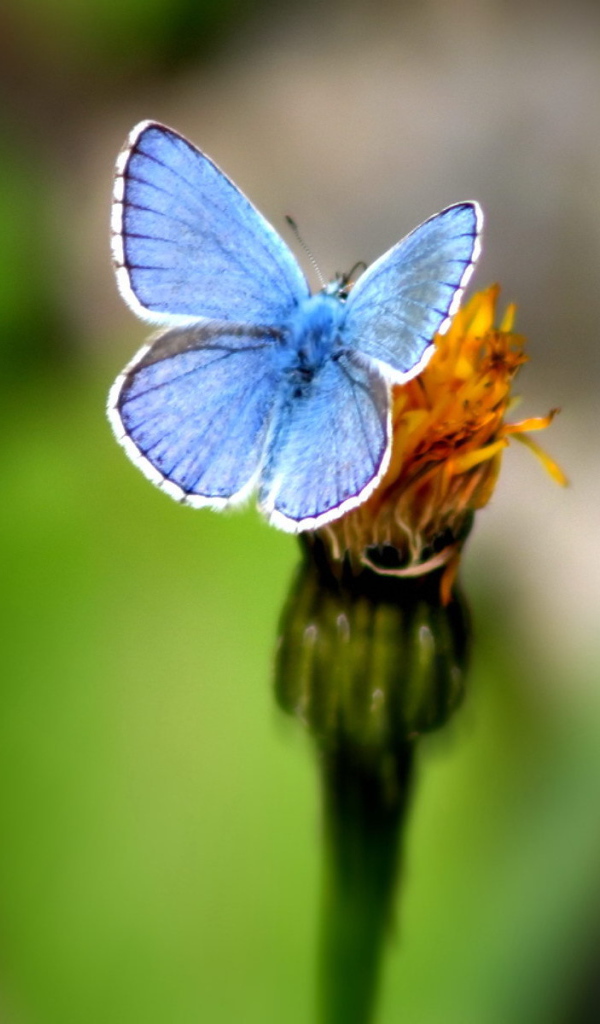 Голубая бабочка на цветке