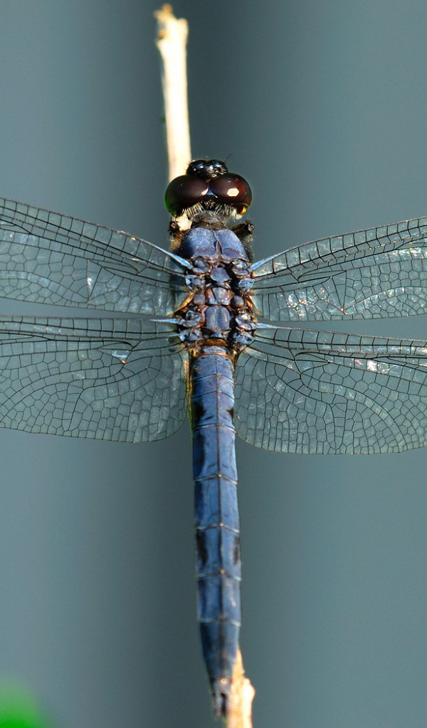 Синяя стрекоза