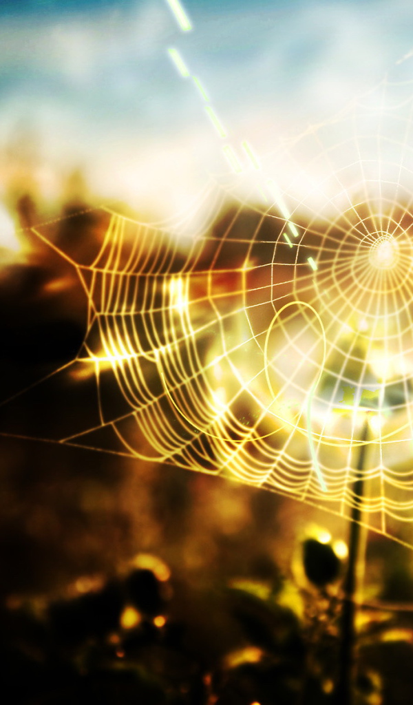 Паутина в солнечных лучах