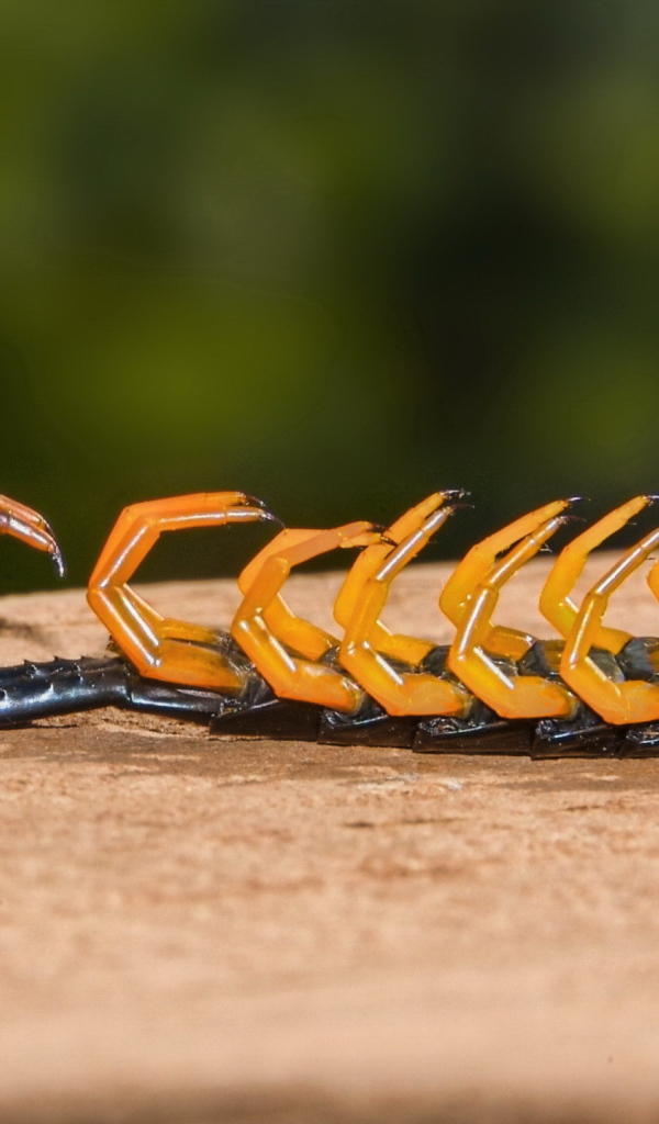 Мертвая сколопендра