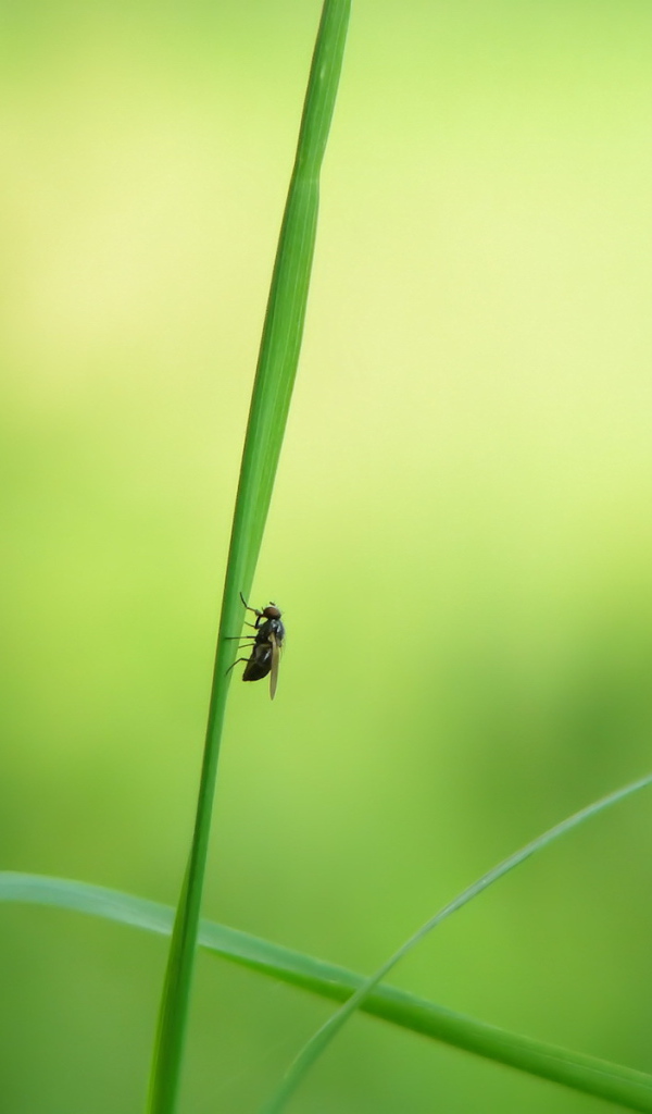 Муха на стебле травы