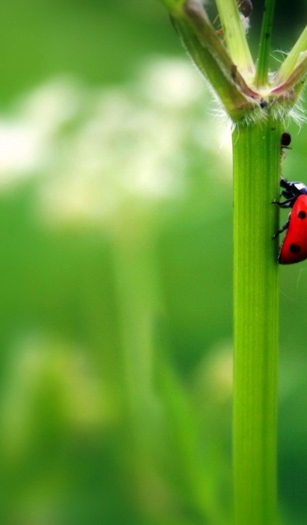 Божья коровка на стебле растения
