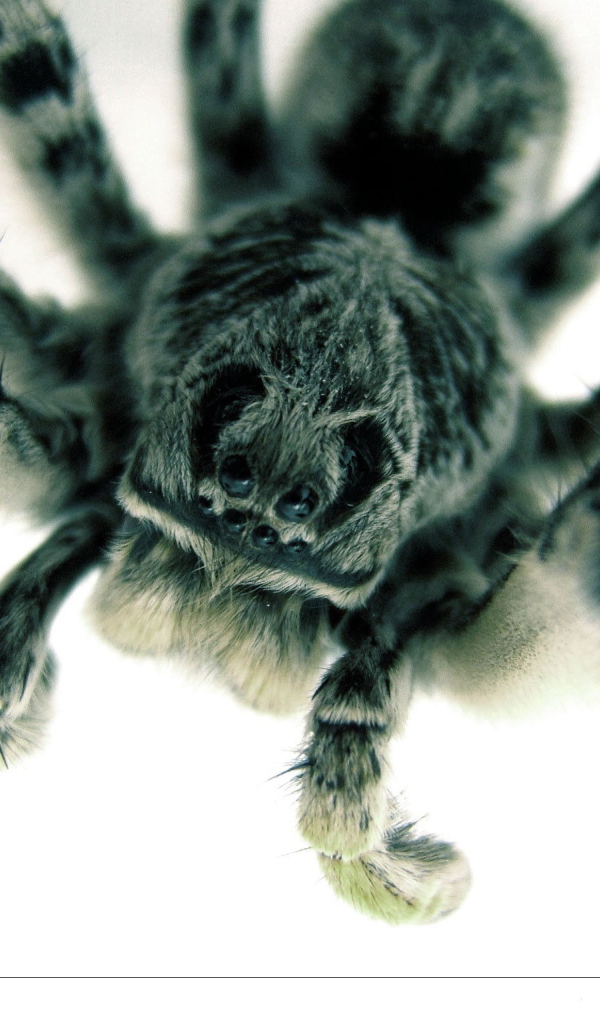 Страшный большой паук