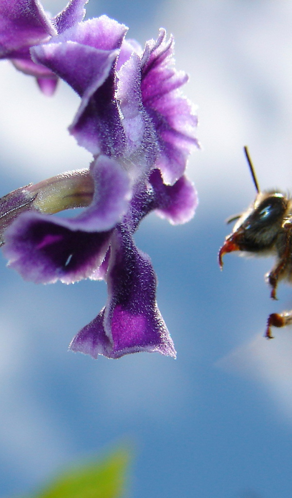 Пчела подлетела к цветку