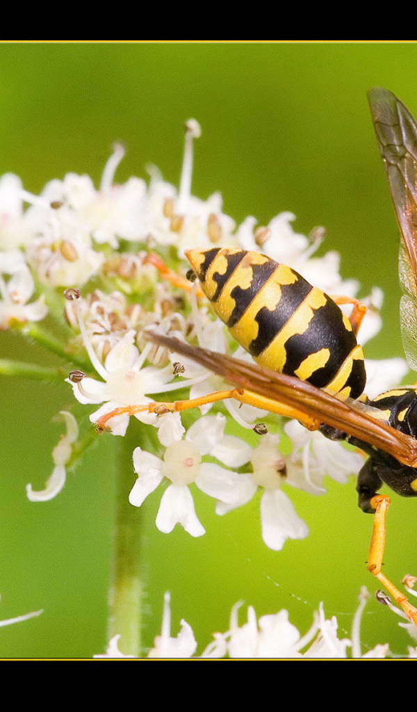Оса на белом цветке