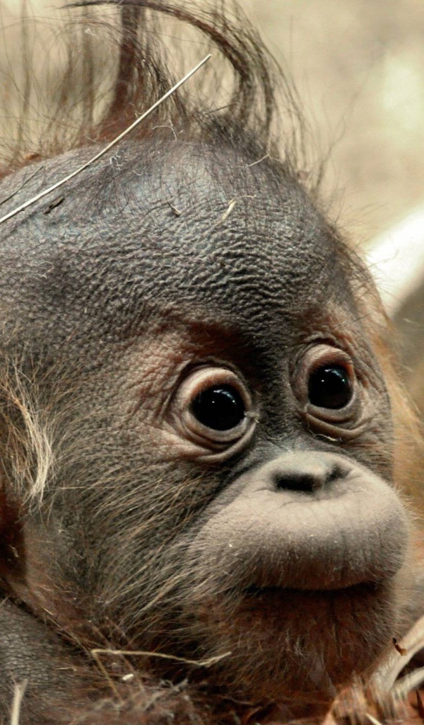 Детеныш обезьяны шимпанзе
