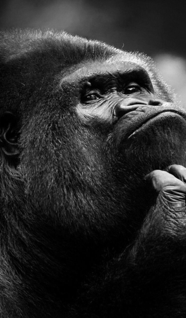 Черно белое фото умной обезьяны