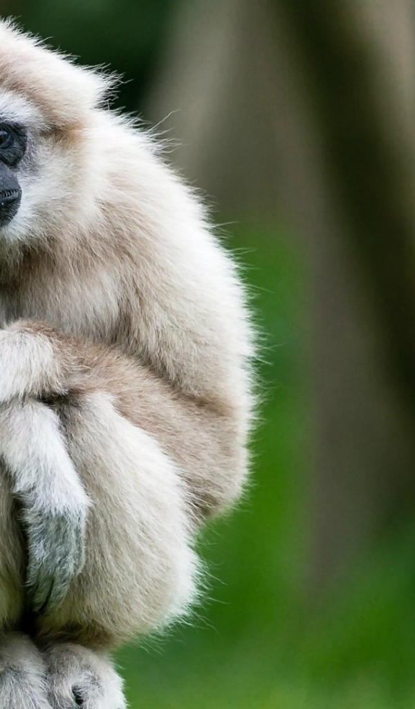 Милый белый гиббон