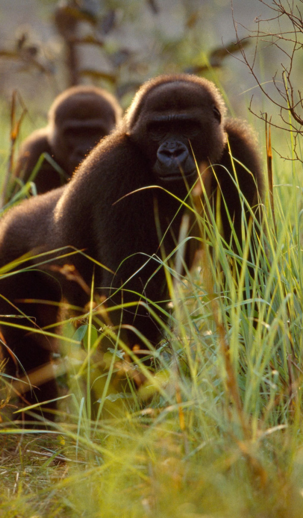 Гориллы прячутся в траве