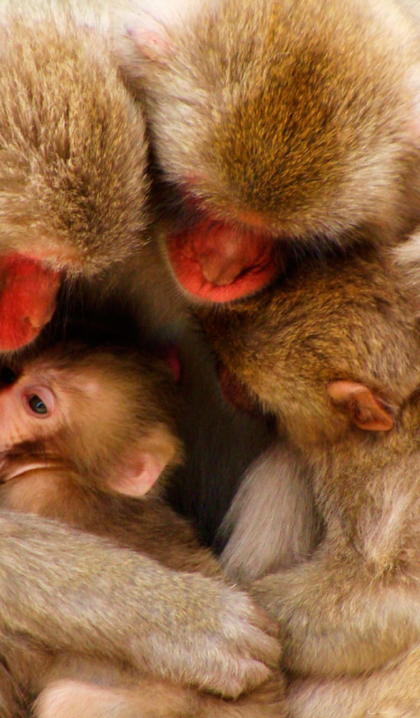 Дружная семья обезьян