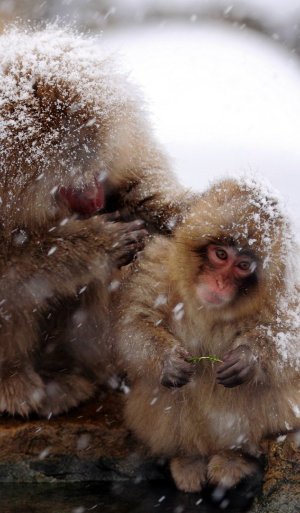 Японские макаки на снегу