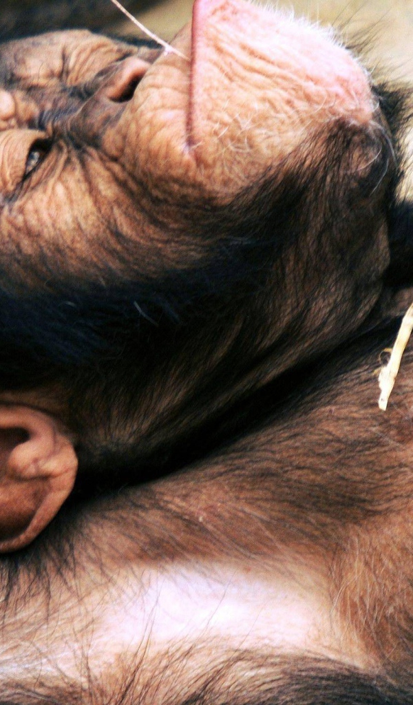 Макака лежит на спине с колоском в руке