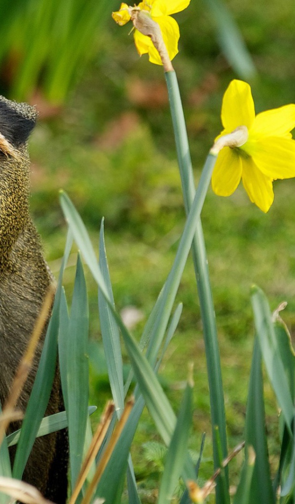 Обезьяна среди цветов