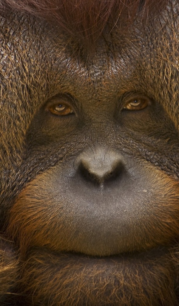 Грустное лицо орангутанга