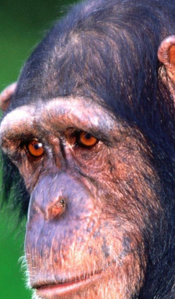 Грустная обезьяна шимпанзе