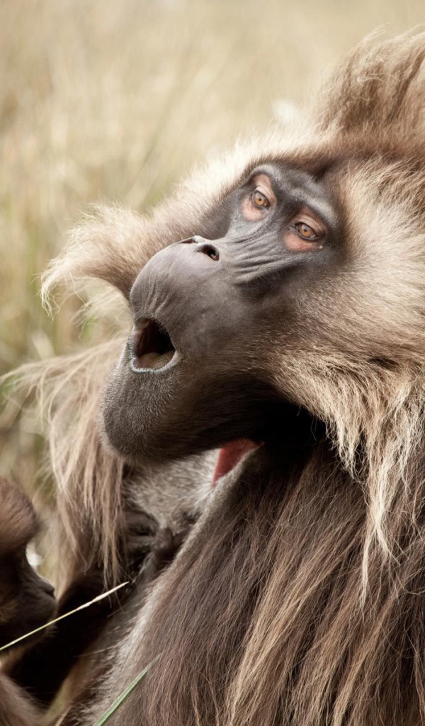 Соло для обезьяны