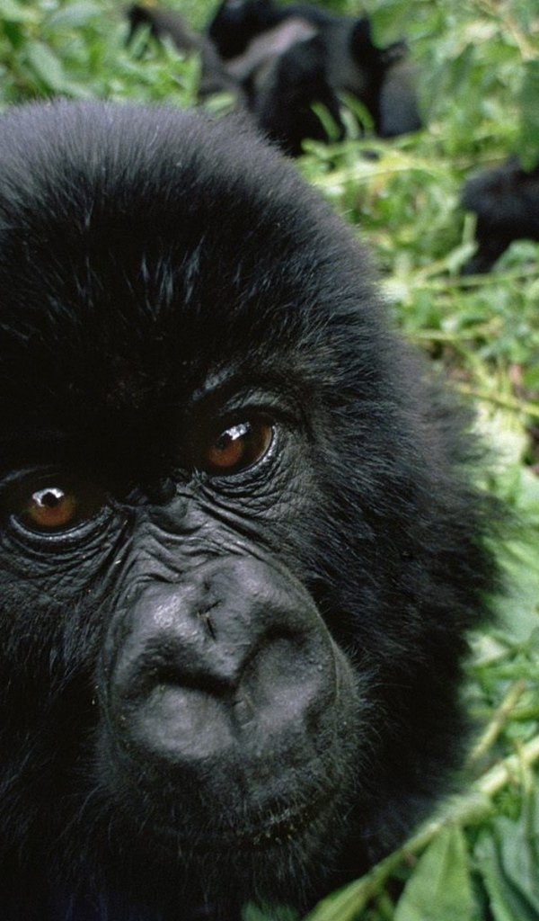 Черная обезьяна среди зарослей