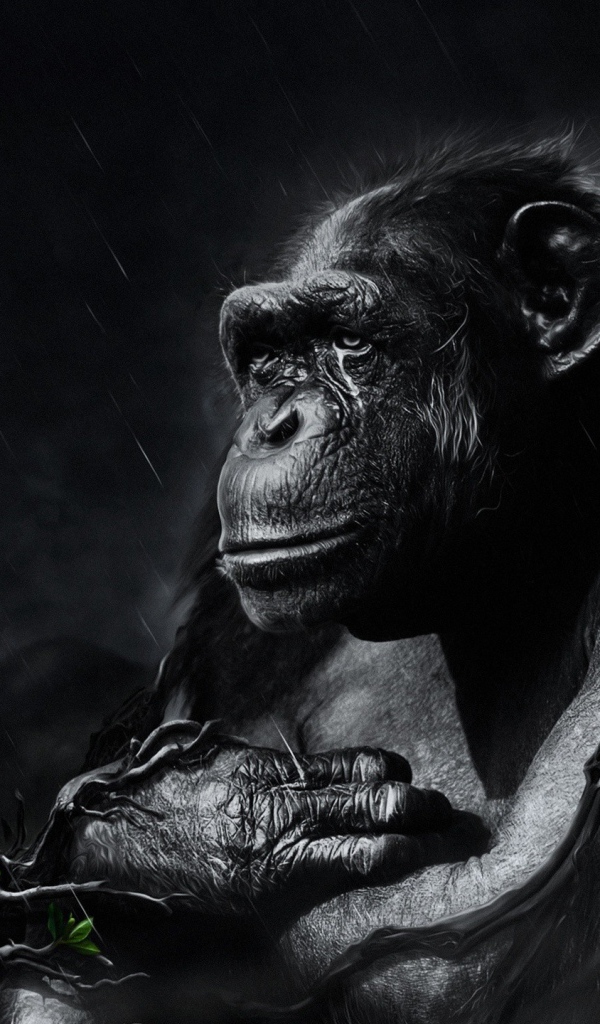 Черная обезьяна под ночным дождем