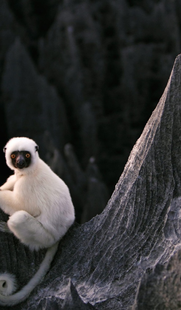 Белая обезьяна на скалах на Мадагаскаре
