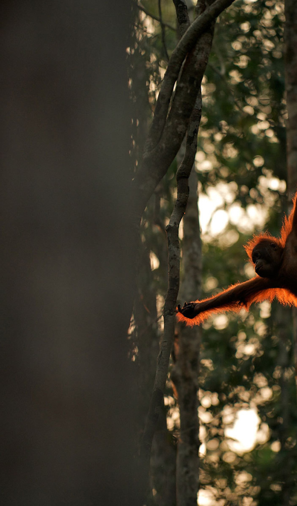 Обезьяна акробат