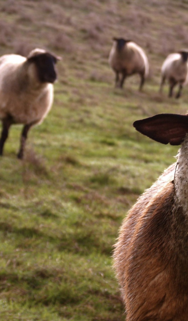 Несколько овец на пастбище