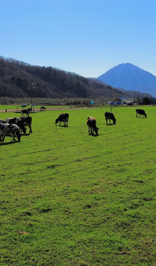 Стадо коров на ухоженном пастбище