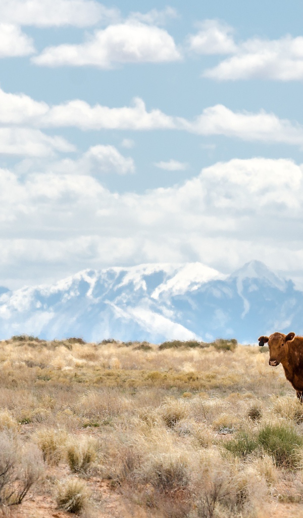 Коричневая корова на горном пастбище