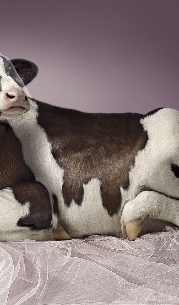 Корова в роли невесты