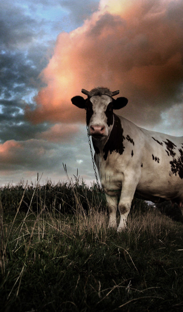 Корова на цепи