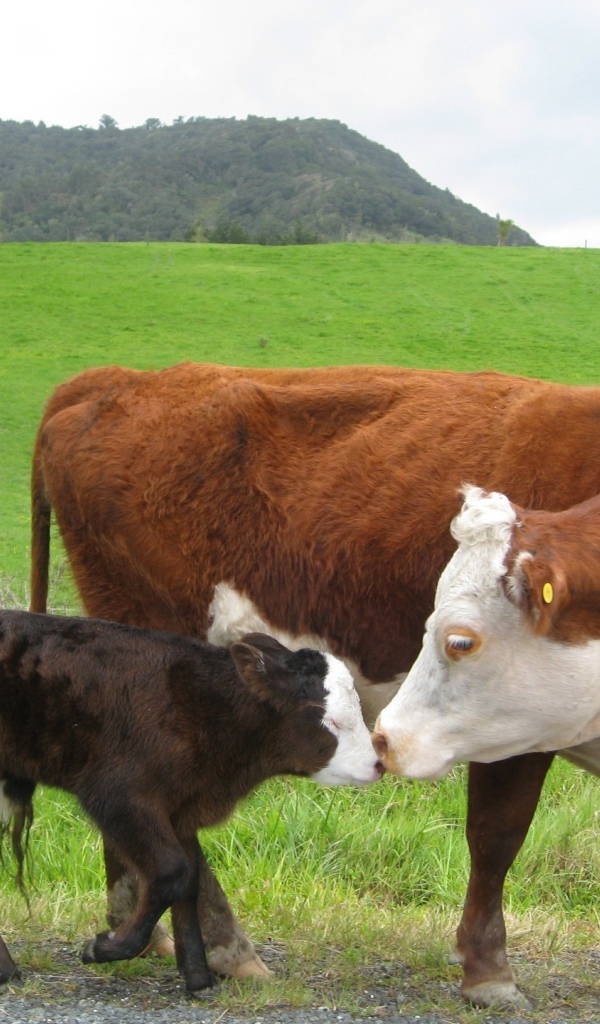 Корова с черным теленком
