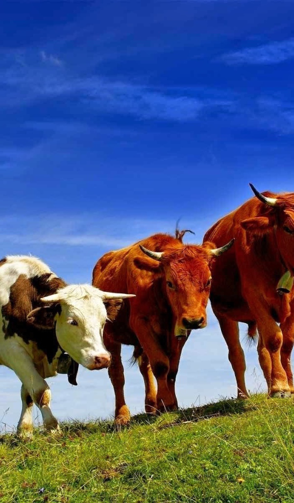 Коровы разных пород на поле