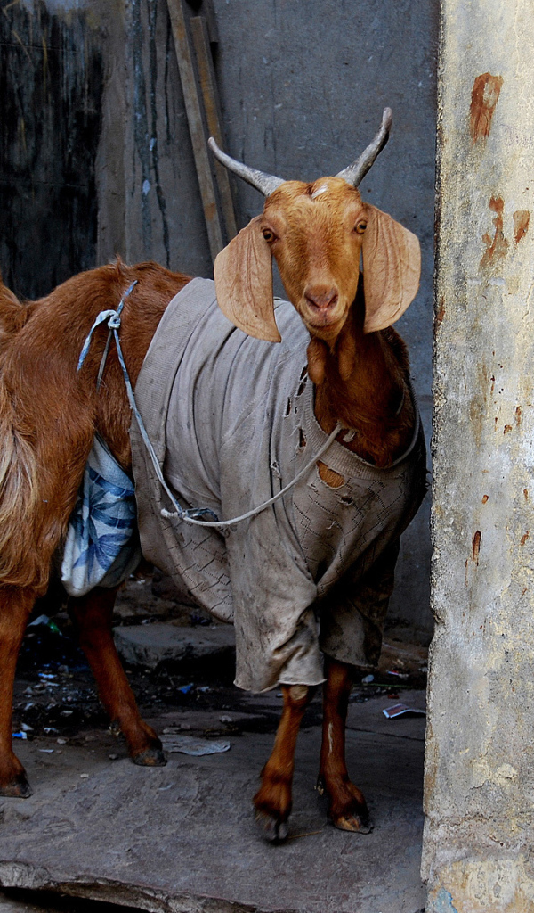 Goat in clothes