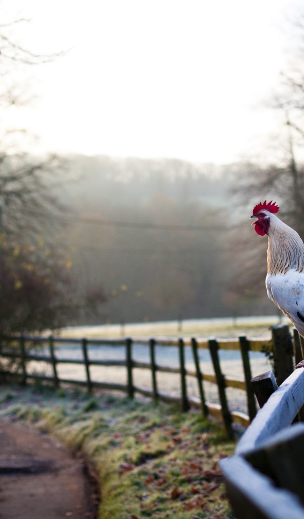 Белый петух на заборе