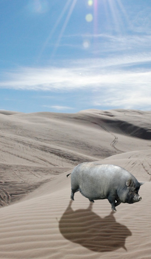 Серая свинья в пустыне