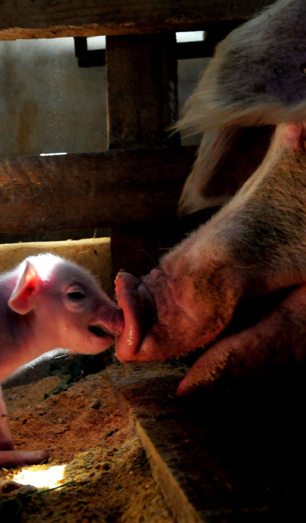 Свинья и поросенок