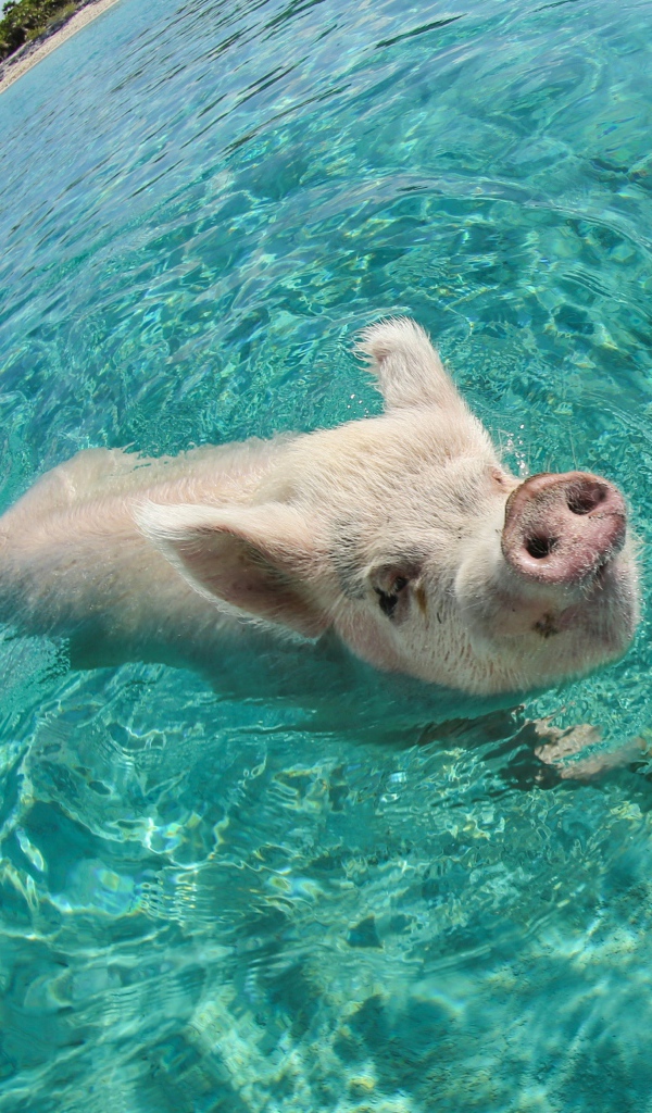 Свинья в море