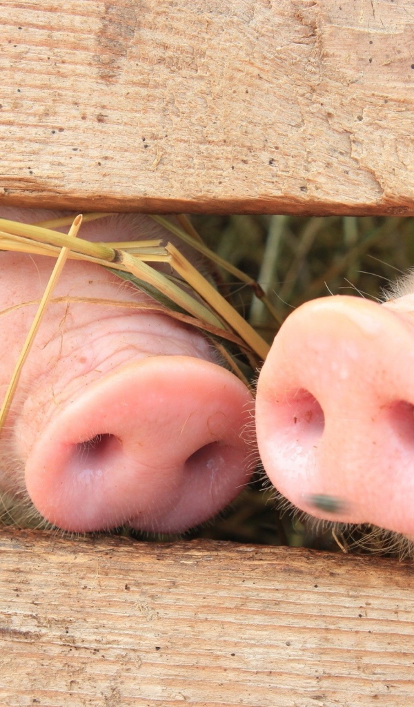 Пятачки двух поросят за забором