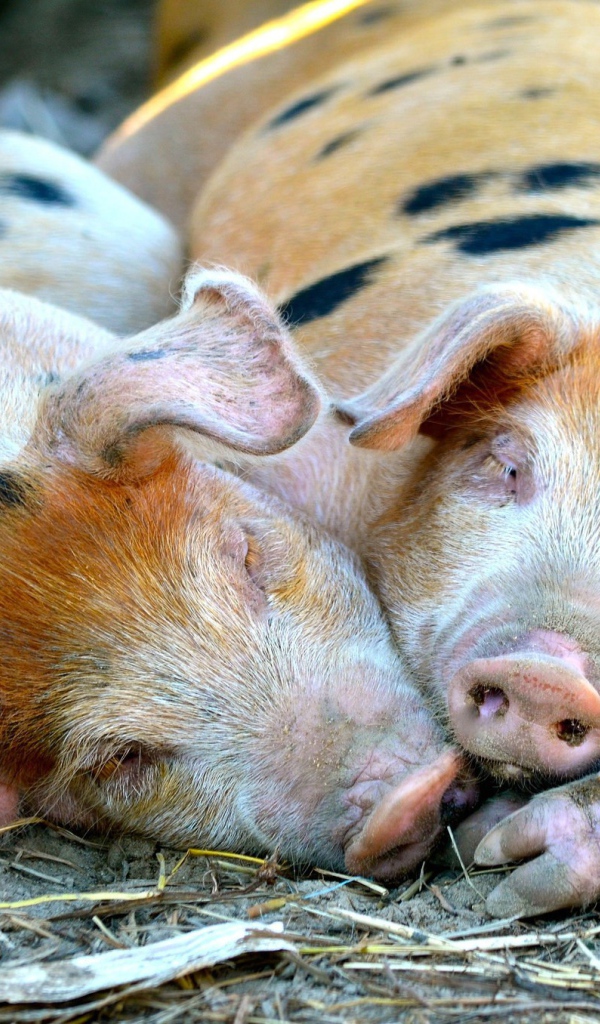 Свиньи спят в загоне