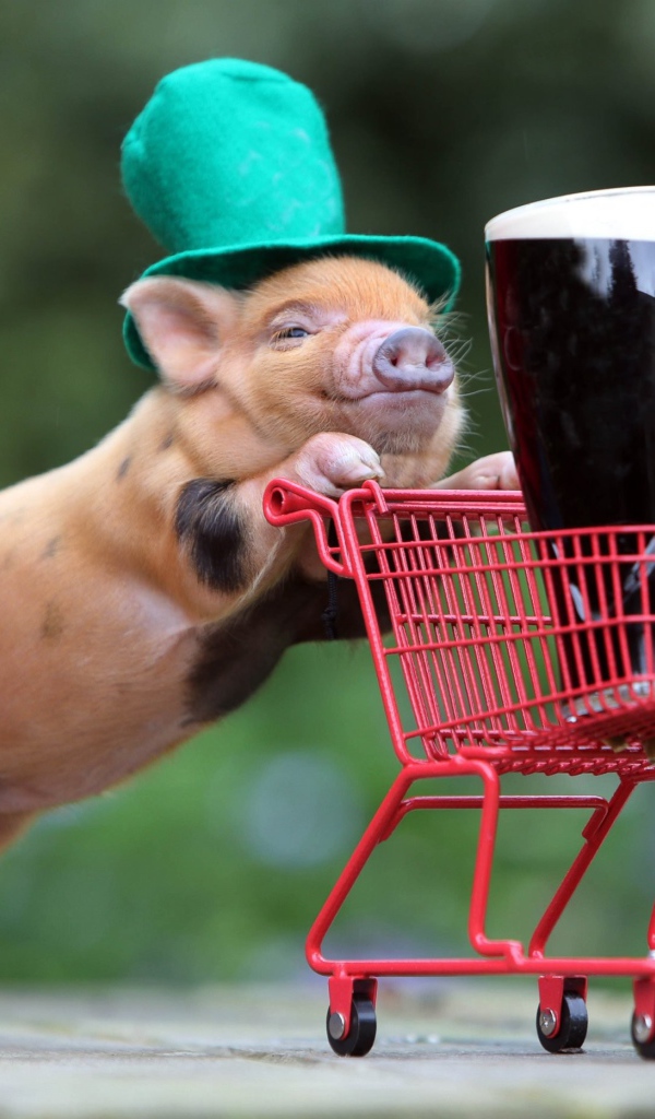 Дрессированная свинья везет корзинку